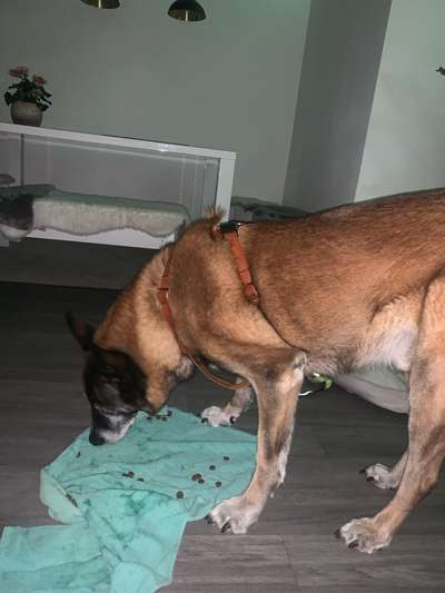 Wie sitzt mein Geschirr?-Beitrag-Bild