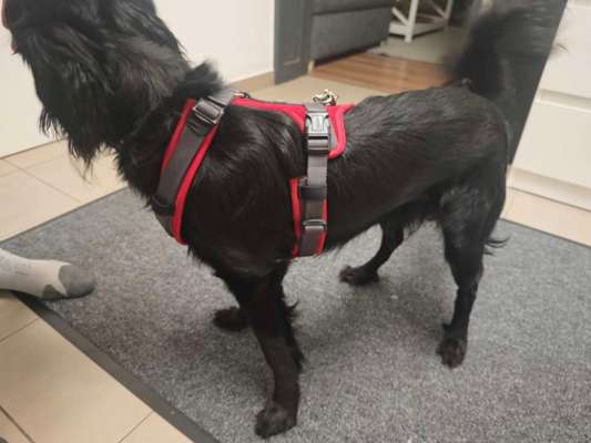 Wie sitzt mein Geschirr?-Beitrag-Bild