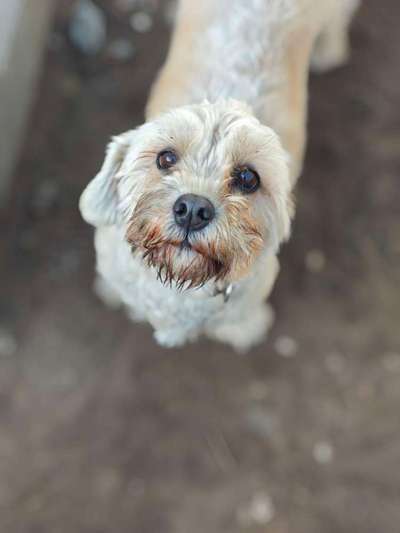 Tierschutzhunde suchen ein Zuhause-Beitrag-Bild