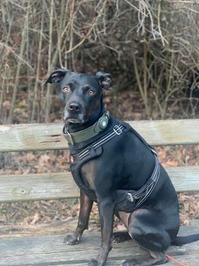 Wie sitzt mein Geschirr?-Beitrag-Bild