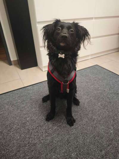 Wie sitzt mein Geschirr?-Beitrag-Bild