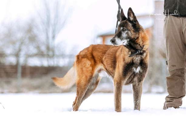 TierschutzhundeStammtisch🐕-Beitrag-Bild