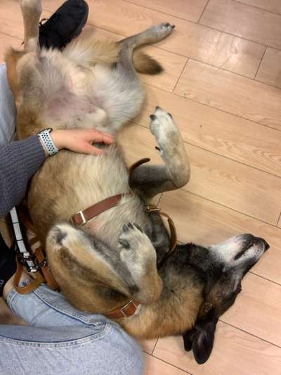 Pause von der Hundehaltung-Beitrag-Bild