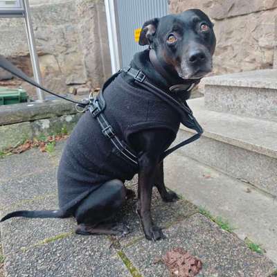 Wie sitzt mein Geschirr?-Beitrag-Bild