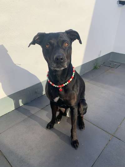 Wie heißt dein Hund?-Beitrag-Bild