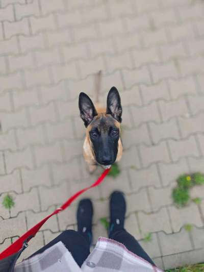 Durchfall im Zahnwechsel-Beitrag-Bild