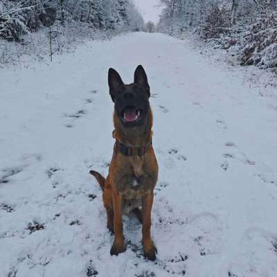 aktuelles Foto Gruppe Gassiservice & Tierbetreuung Kassel