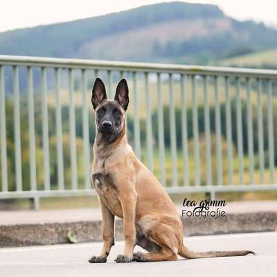 Hundetreffen-Regelmäßige Junghundetreffen-Bild