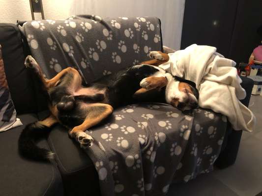 Entlebucher Sennenhund-Beitrag-Bild