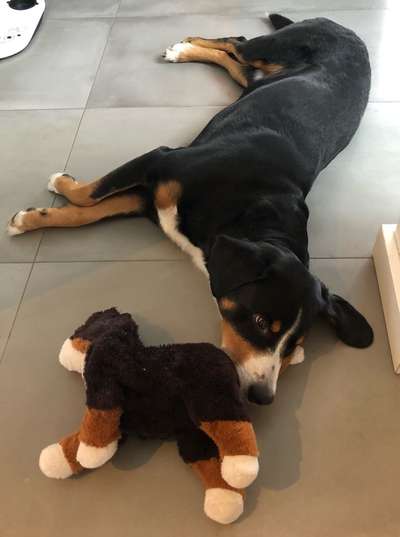 Dogorama Photo Challenge - Lieblingsspielzeug!-Beitrag-Bild