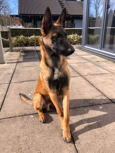 Malinois-Beitrag-Bild