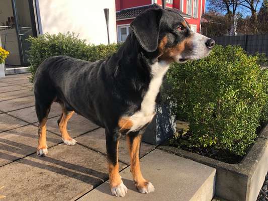 Entlebucher Sennenhund-Beitrag-Bild