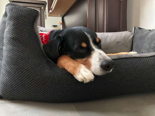 Entlebucher Sennenhund-Beitrag-Bild
