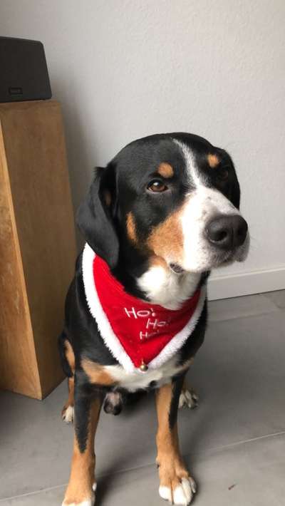 Entlebucher Sennenhund-Beitrag-Bild
