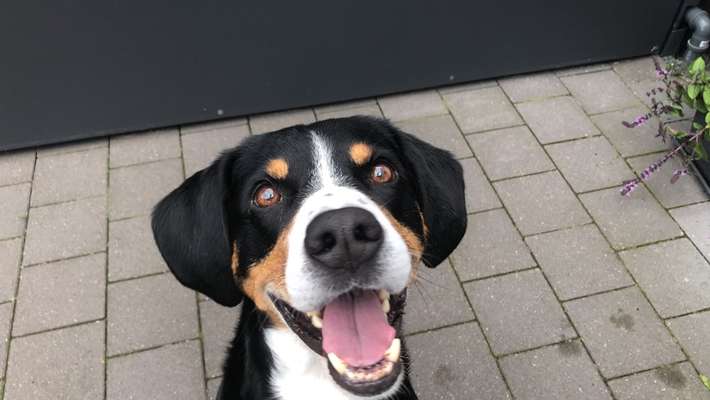 Wie "jung" haben sich eure Hunde gehalten ?-Beitrag-Bild