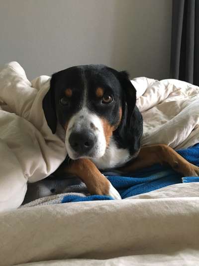 Darf der Hund bei Euch im Bett schlafen?-Beitrag-Bild