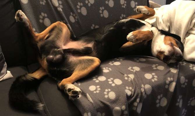 Dogorama Photo Challenge - Zeigt her eure Bäuche-Beitrag-Bild