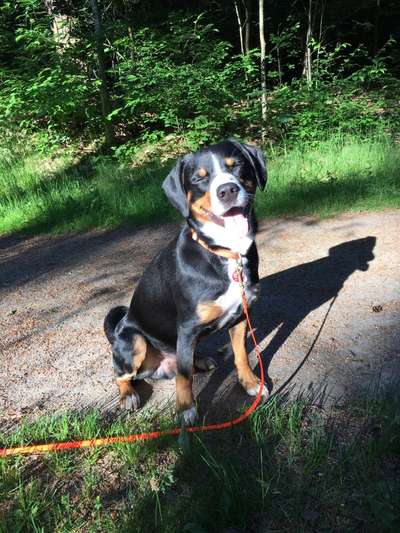 Dogorama Photo Challenge - Hundeblick zum hinschmelzen-Beitrag-Bild