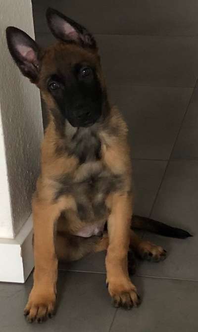 Malinois-Beitrag-Bild