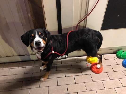 Wie "jung" haben sich eure Hunde gehalten ?-Beitrag-Bild