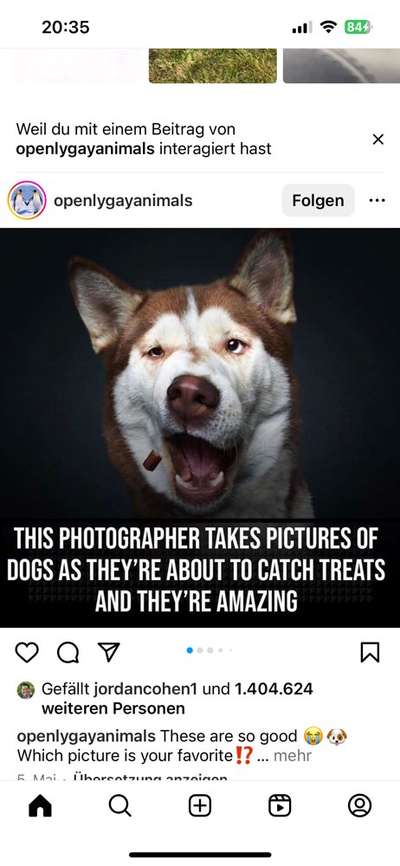 Hunde Memes-Beitrag-Bild