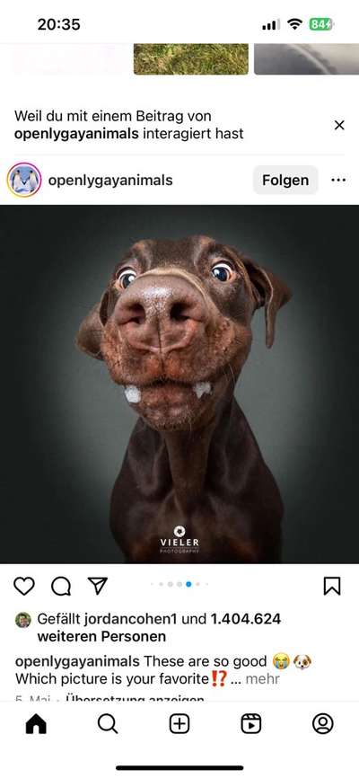 Hunde Memes-Beitrag-Bild