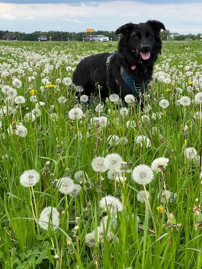 Flat Coated Retriever-Beitrag-Bild