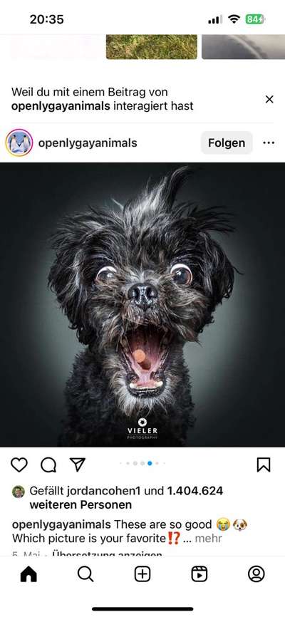 Hunde Memes-Beitrag-Bild