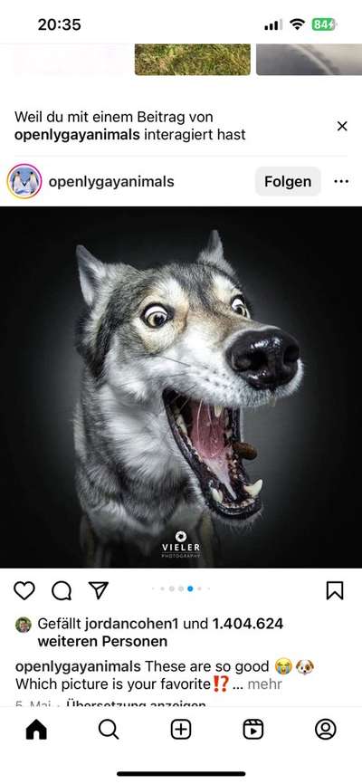 Hunde Memes-Beitrag-Bild