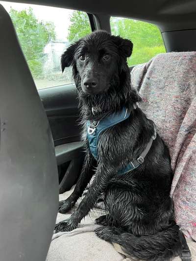 Wie sitzt mein Geschirr?-Beitrag-Bild