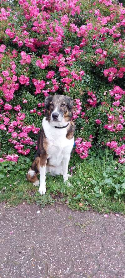 Mischlinge raten - Rätselspaß-Beitrag-Bild