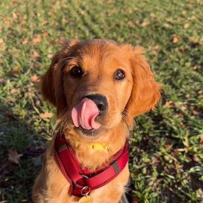 Hundetreffen-Welpenfreund/-in gesucht-Bild