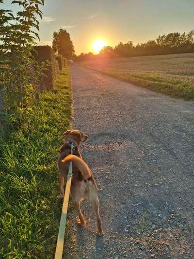 TierschutzhundeStammtisch🐕-Beitrag-Bild