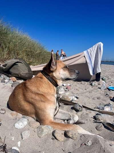 Rettungshund auf einmal anderen Hunden gegenüber aggressiv-Beitrag-Bild