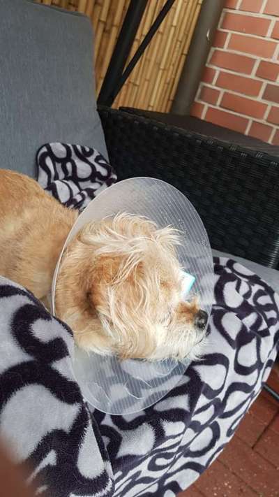 Wie lernen damit umzugehen dass der Hund altert?-Beitrag-Bild