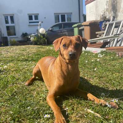 Hundetreffen-Gassi Begleitung gesucht oder Sozial Walk-Bild