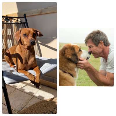 Wie heißt dein Hund?-Beitrag-Bild