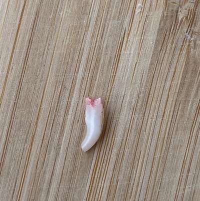 Zahn rausgefallen-Beitrag-Bild