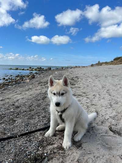 Husky-Beitrag-Bild