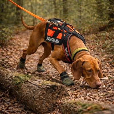 Hundetreffen-Mantrailing Private Gruppe-Bild
