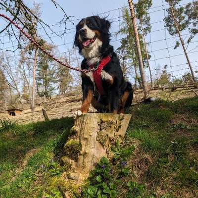 Hundetreffen-Gassirunde um Ortenburg-Bild