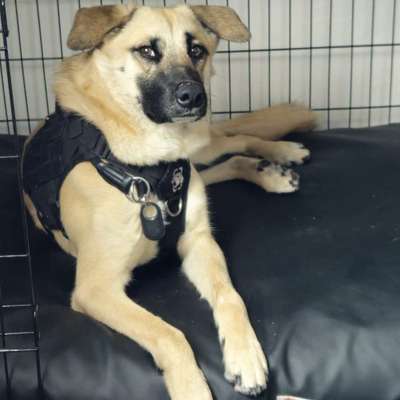 Hundetreffen-Training-Bild