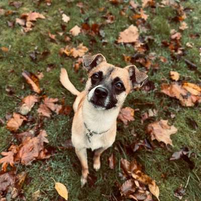 Hundetreffen-Welpentreffen mit Mailo-Bild