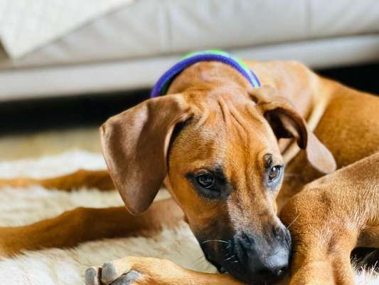 Rhodesian Ridgeback-Beitrag-Bild