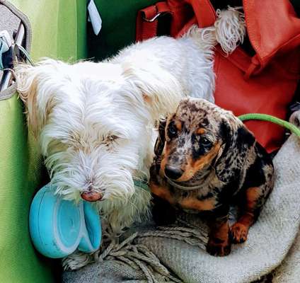 Hundetreffen-Spielerunde in der Gartenheimstrasse-Profilbild