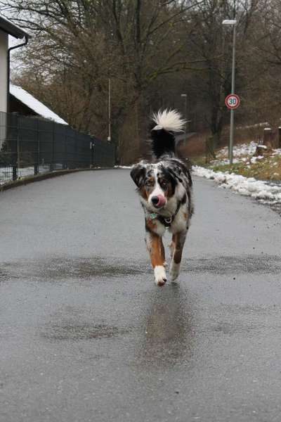 Dogorama Photo Challenge - Hundeblick zum hinschmelzen-Beitrag-Bild