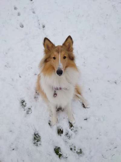 Langhaar Collies-Beitrag-Bild