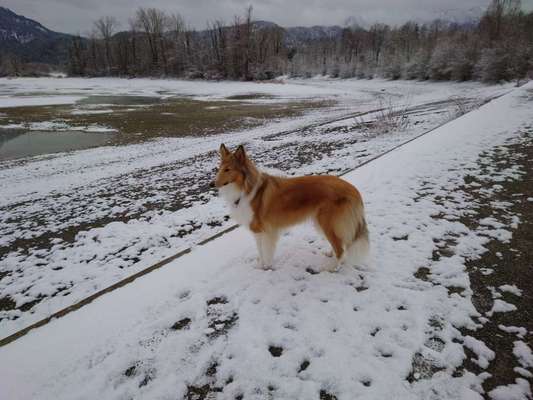Langhaar Collies-Beitrag-Bild
