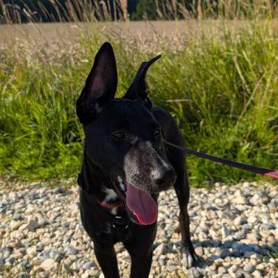 Hundetreffen-Spiel/Gassirunde-Bild