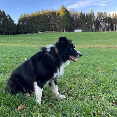 Hundetreffen-Spielrunde Zusamtal/ Holzwinkel-Bild